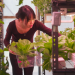 UQ PHD student Thi Thanh Nhan An during a harvest inside her semi-greenhouse urban farming prototype.